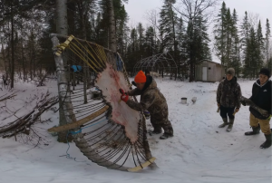 Man scraping a moosehide